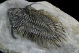 Spiny Comura Trilobite - Top Quality Specimen #128941-4